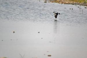 pelikaan vliegend over- water foto