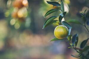 foto oranje tuin