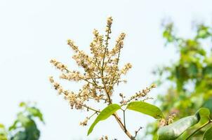 longan bloemen in tuin met achtergrond zacht blauw lucht foto