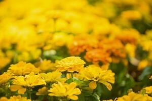 dichtbij omhoog geel bloem in tuin foto