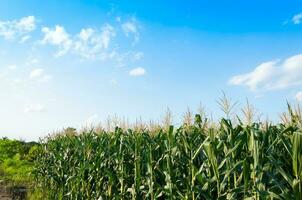 maïs veld- in Doorzichtig dag, maïs boom Bij boerderij land- met blauw bewolkt lucht foto