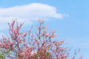 kers bloesems, roze bloemen Aan blauw lucht voor achtergrond foto