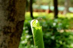 de banaan boom blad. foto