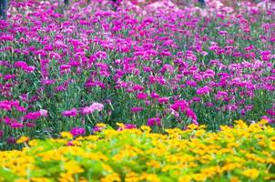 mooi gekleurde bloemen in park Aziatisch stijl voor achtergrond foto