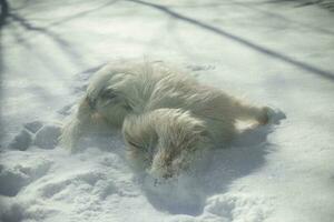 hond in sneeuw. wit jas in hond. huisdier wandelingen in winter. foto