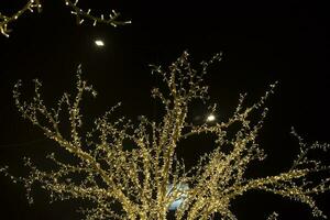 boom in slingers in park. slingers in stad. geel licht bollen Aan kunstmatig hout. foto