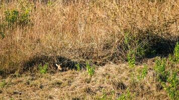 hert in de weide dieren in het wild behoud Oppervlakte foto