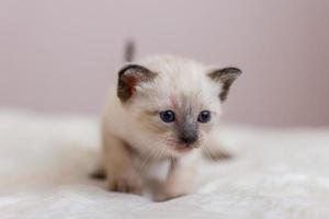 portret van een weinig Siamees katje met blauw ogen, een bruin neus- en een lang snor. Aan een zacht deken. detailopname. selectief focus. plaats voor tekst. wazig roze achtergrond. foto