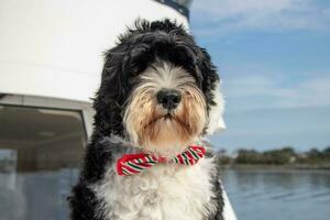 Portugees water hond vervelend een boog stropdas foto
