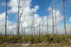 dood pijnboom bomen en nieuw groei Aan groots Bahama eiland foto
