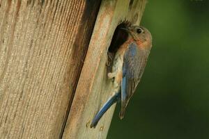 blauwe vogel Bij huis foto