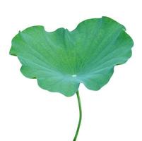 groen bladeren patroon, blad lotus geïsoleerd Aan wit achtergrond,omvat knipsel pad foto