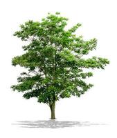 groene boom die op witte achtergrond wordt geïsoleerd foto