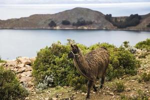 isla del sol aan het titicacameer in bolivia foto