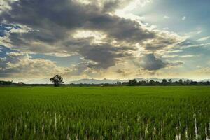 natuurlijk toneel- mooi zonsondergang en rijst- veld- agrarisch achtergrond foto