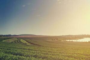 groen thee plantage boerderij met ochtend- licht en de nevel foto