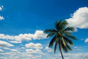 kokosnoot palm boom Aan blauw lucht achtergrond foto