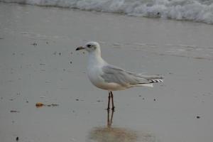 oiseaux solitairen sur le sable de la strand foto