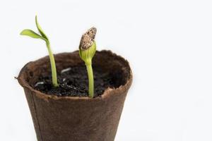 pompoen spruiten in een turf pot Aan een wit achtergrond, aanplant zaailingen foto