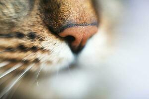 van katten neus- dichtbij. van katten hoofd met een neus- detailopname foto