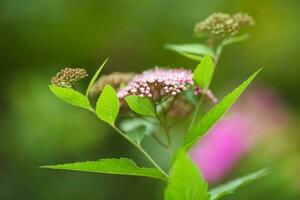 bloem detailopname. bloem Aan een groen achtergrond foto