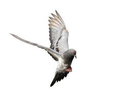 vliegend duif in actie geïsoleerd Aan wit achtergrond. grijs duif in vlucht geïsoleerd. voorkant visie van een duif vliegend geïsoleerd. foto