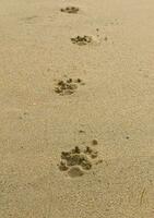 honden voetafdrukken Aan zand foto