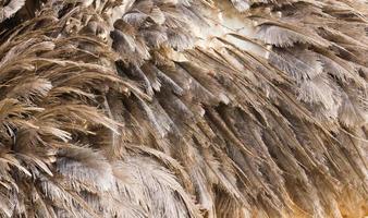 struisvogel fauïen dichtbij omhoog foto