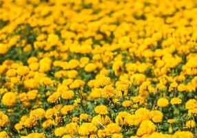 goudsbloemen fabriek dichtbij omhoog foto