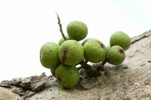 fig fruit Aan boom foto