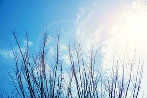 silhouet van boom takken Aan helder blauw lucht en zon licht met lens gloed achtergrond. foto
