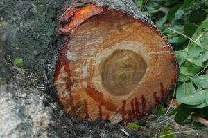 stukken van groot boom boomstammen foto