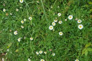 erigeron Karvinskianus, de Mexicaans fijnstraal, is een soorten van madeliefje Leuk vinden bloeiend fabriek foto