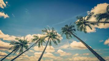 kokosnoot palm boom Aan blauw lucht achtergrond met wijnoogst afgezwakt. foto