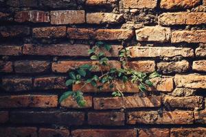 cement steen muur van een veroudering gebouw met groeit groen planten foto