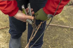 snoeien een druif struik, tak, snoeien de Liaan van druiven. keuken tuin, vormen een druif struik foto