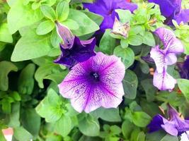 Purper petunia bloemen vrij foto