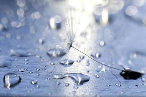 een laten vallen van water Aan een paardebloem. paardebloem Aan een blauw achtergrond met kopiëren ruimte detailopname foto