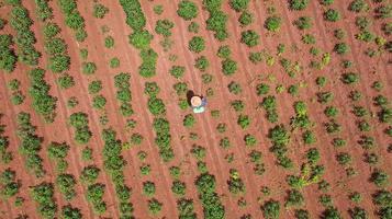 luchtfoto bovenaanzicht van boeren die werken op cassave boerderij foto