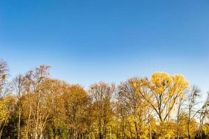 fotografie Aan thema groot mooi herfst berk boom Aan achtergrond helder lucht foto