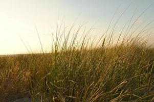 gras Aan een duin Aan de kust Bij zonsondergang. natuur foto gedurende een wandeltocht Aan de Baltisch zee