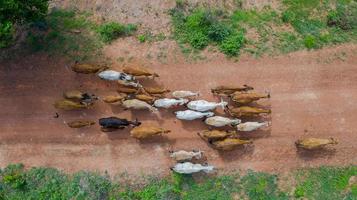 luchtfoto bovenaanzicht van de massa van vele koeien die op het platteland, Thailand lopen foto