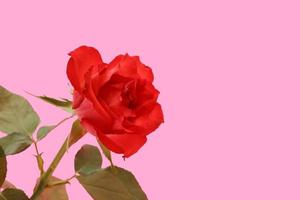 rood een roos bloem met groen bladeren geïsoleerd Aan licht roze achtergrond. valentijnsdag dag. maart 8 vrouwen dag. moeders dag. grootmoeder dag. gelukkig verjaardag. Pasen. groet kaart met kopiëren ruimte. foto