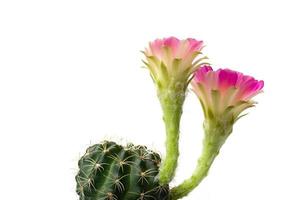 echinopsis hybride met roze bloesems foto