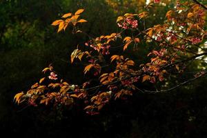 Afdeling van wild himalayan kers bloesems boom en zonsondergang licht met donker achtergrond. mooi roze bloem bloeiend. mooi in natuur van bloemen of flora en natuurlijk behang met kopiëren ruimte. foto