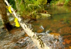 veel geel, zwart en wit vlinder Aan de lang touw met waterval achtergrond. mooi insect. amathusiidae, schoonheid in natuur en dieren in het wild van dier foto