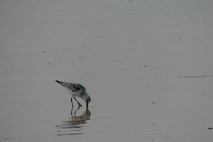oiseaux solitairen sur le sable de la strand foto