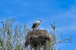 ooievaar maken nest foto