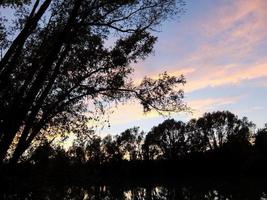 bomen bij zonsondergang foto