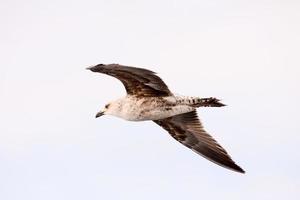 zeemeeuw vliegend over- de lucht foto